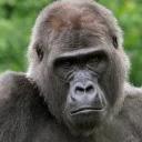 СЫНА ШО ЗА ХУЙНЯ