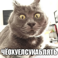 Коты-Украинцы