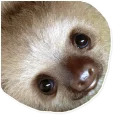Sloth