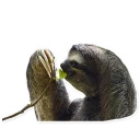 Sloth