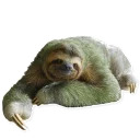 Sloth