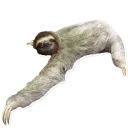 Sloth
