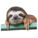 Sloth