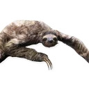 Sloth