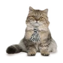 somecats