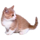 somecats