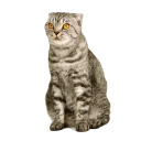 somecats