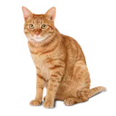 somecats