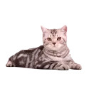 somecats