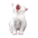 somecats