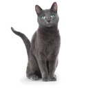somecats