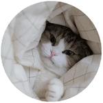 Спят Усталые Кисули