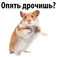 Молодёжный сленг
