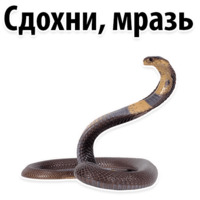 Молодёжный сленг