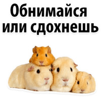 Молодёжный сленг