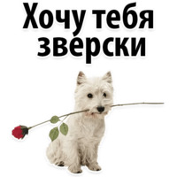 Молодёжный сленг