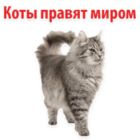 Молодёжный сленг