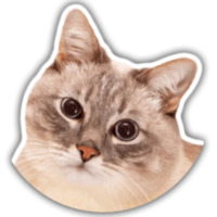 Кот Джаз