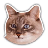 Кот Джаз