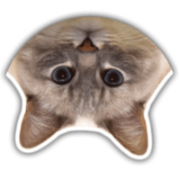 Кот Джаз