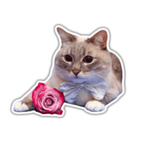 Кот Джаз