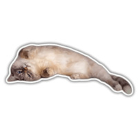 Кот Джаз