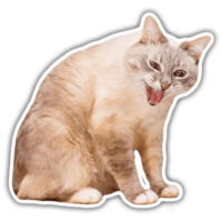 Кот Джаз