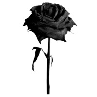 The Rasmus
