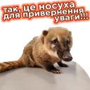 Телебачення Торонто