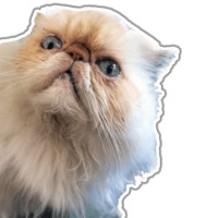 Кот Гошан