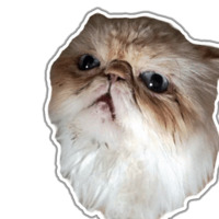 Кот Гошан