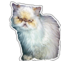 Кот Гошан