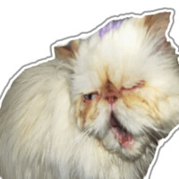 Кот Гошан