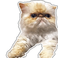 Кот Гошан