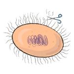 Unicellular stickers