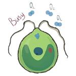 Unicellular stickers