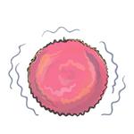 Unicellular stickers