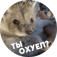  Упоротые ёжики