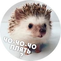  Упоротые ёжики