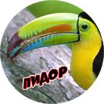 Злые Птицы  - part 1