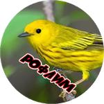 Злые Птицы  - part 1