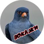 Злые Птицы  - part 1