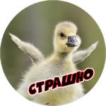 Злые Птицы  - part 1