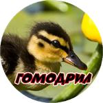 Злые Птицы  - part 1
