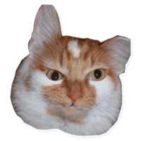 Всратые Коты