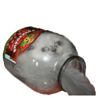 Всратые Коты