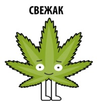 Без смысла и мозгов
