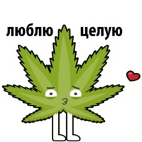 Без смысла и мозгов