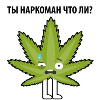 Без смысла и мозгов