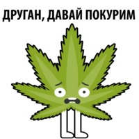 Без смысла и мозгов